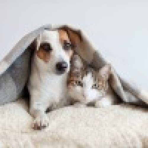 Pet Policy Image
